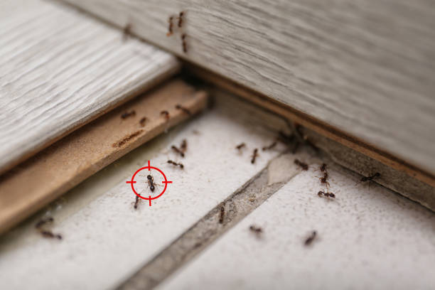 Best Residential Pest Control  in Staples, MN