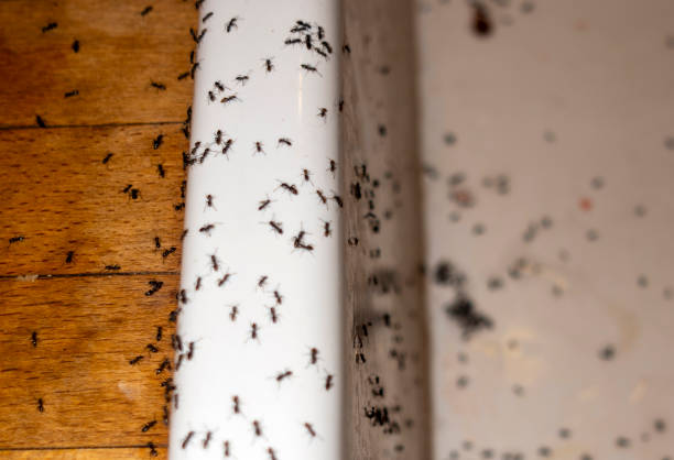 Wildlife Control Services in Staples, MN