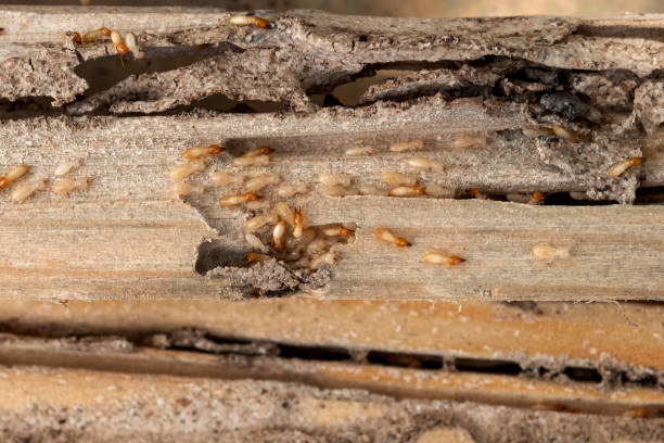 Best Pest Control for Homes  in Staples, MN