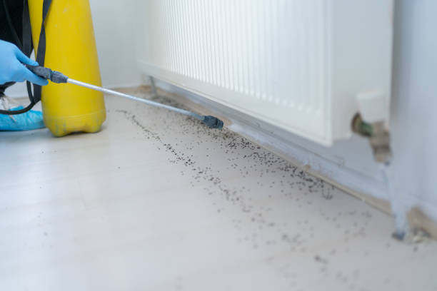 Best Pest Control Near Me  in Staples, MN